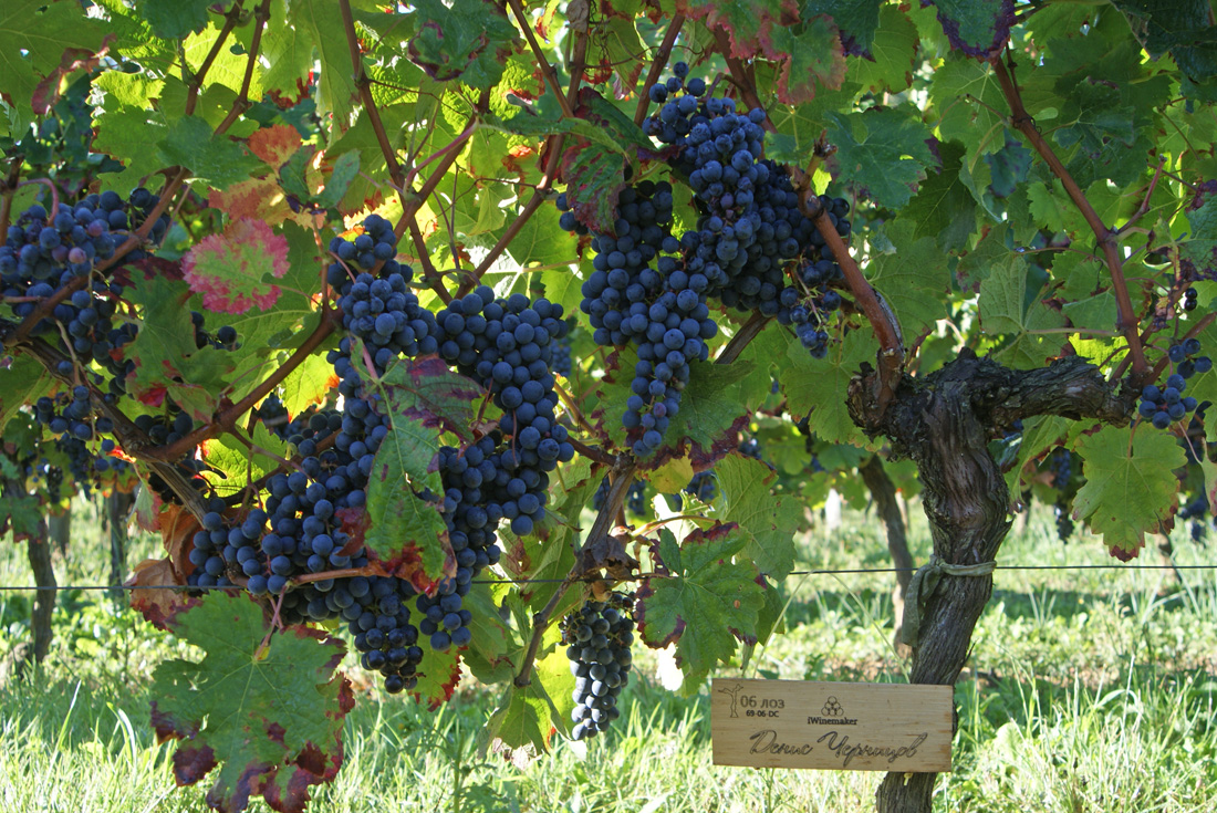 Виноградник на урожай 2015