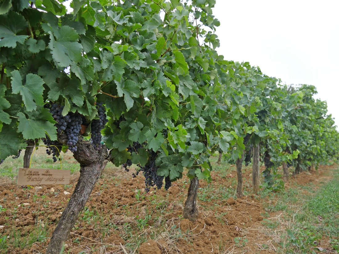 Виноградник на урожай
