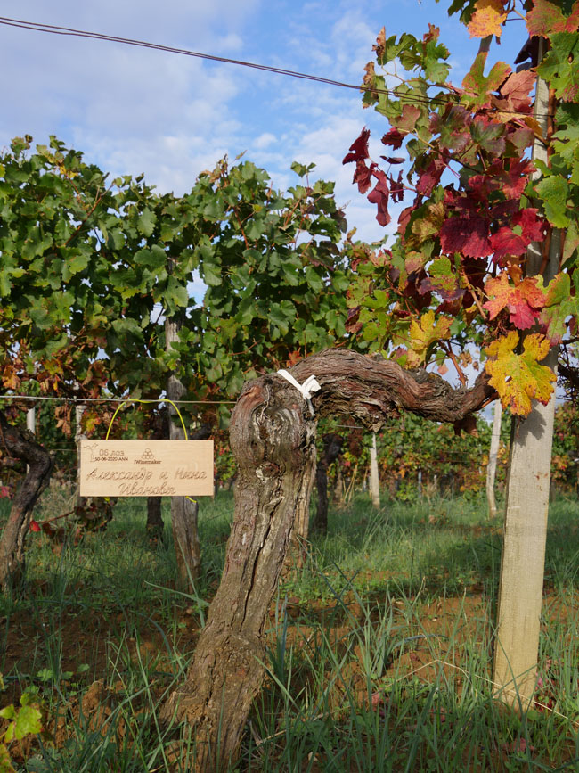 Виноградник на урожай