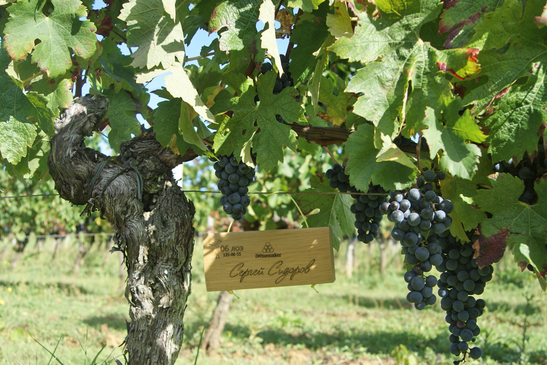 Виноградник на урожай 2015