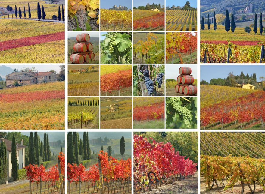 Осень на виноградниках © i-Winemaker.com