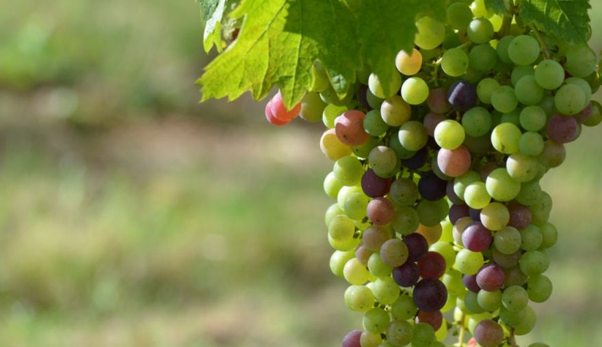 Скоро начало созревания винограда © i-Winemaker.com