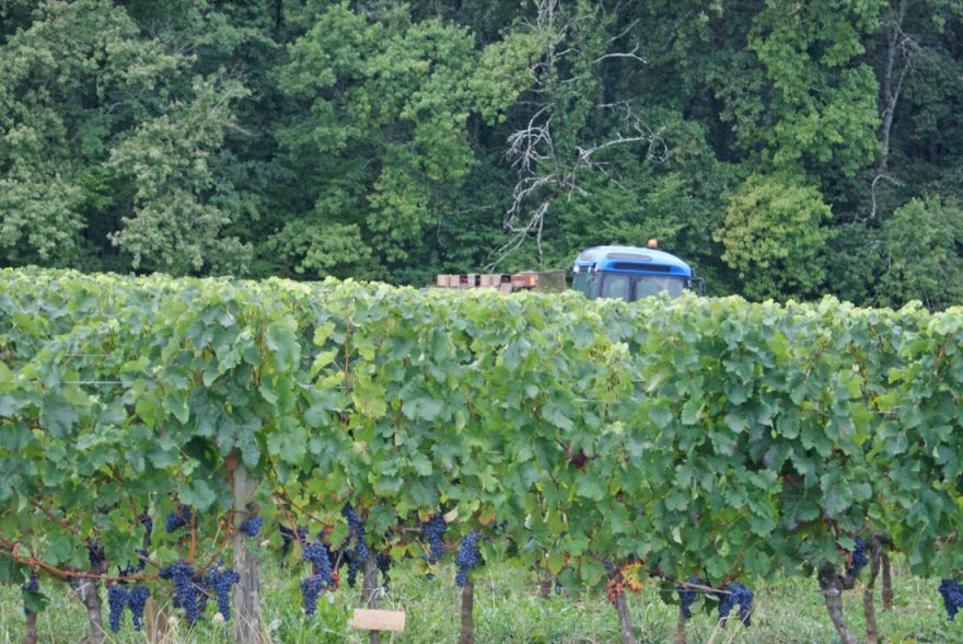 Обрезка виноградных лоз © i-Winemaker.com
