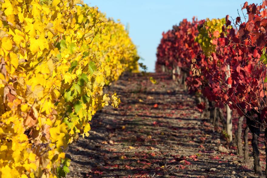 Осенние краски © i-Winemaker.com - клуб единомышленников.