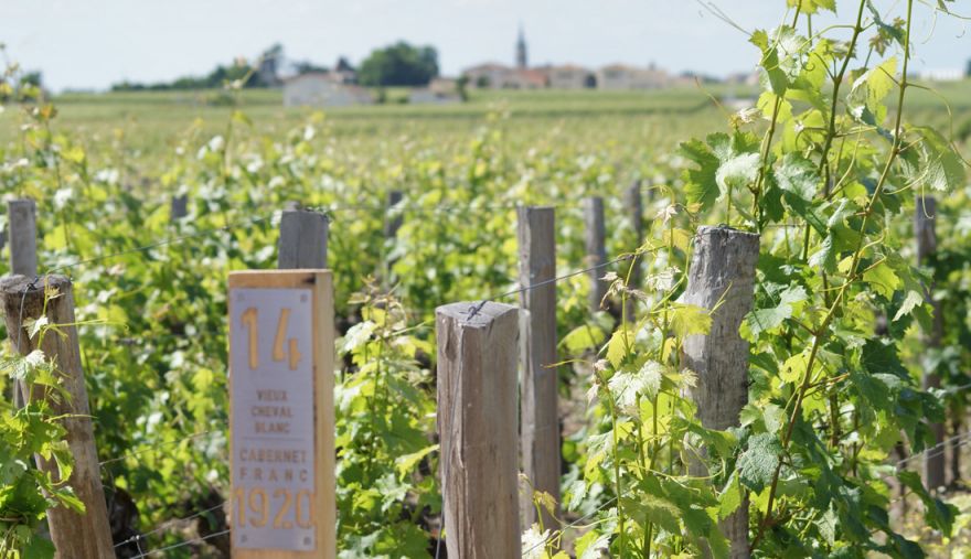 Каберне фран. Самый старый участок хозяйства Cheval Blanc © i-Winemaker.com