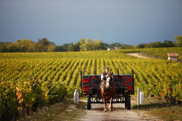 Сбор урожая в Pontet-Canet © i-Winemaker.com