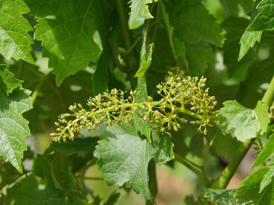 Цветение винограда. Урожай 2020 © i-Winemaker.com - клуб единомышленников.